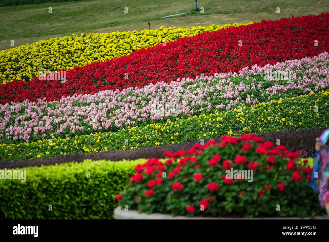 GUANGZHOU, CHINA - 22. Februar 2024: Blumen blühen das ganze Jahr über in Guangzhou, was zu seinem Spitznamen „Stadt f Stockfoto