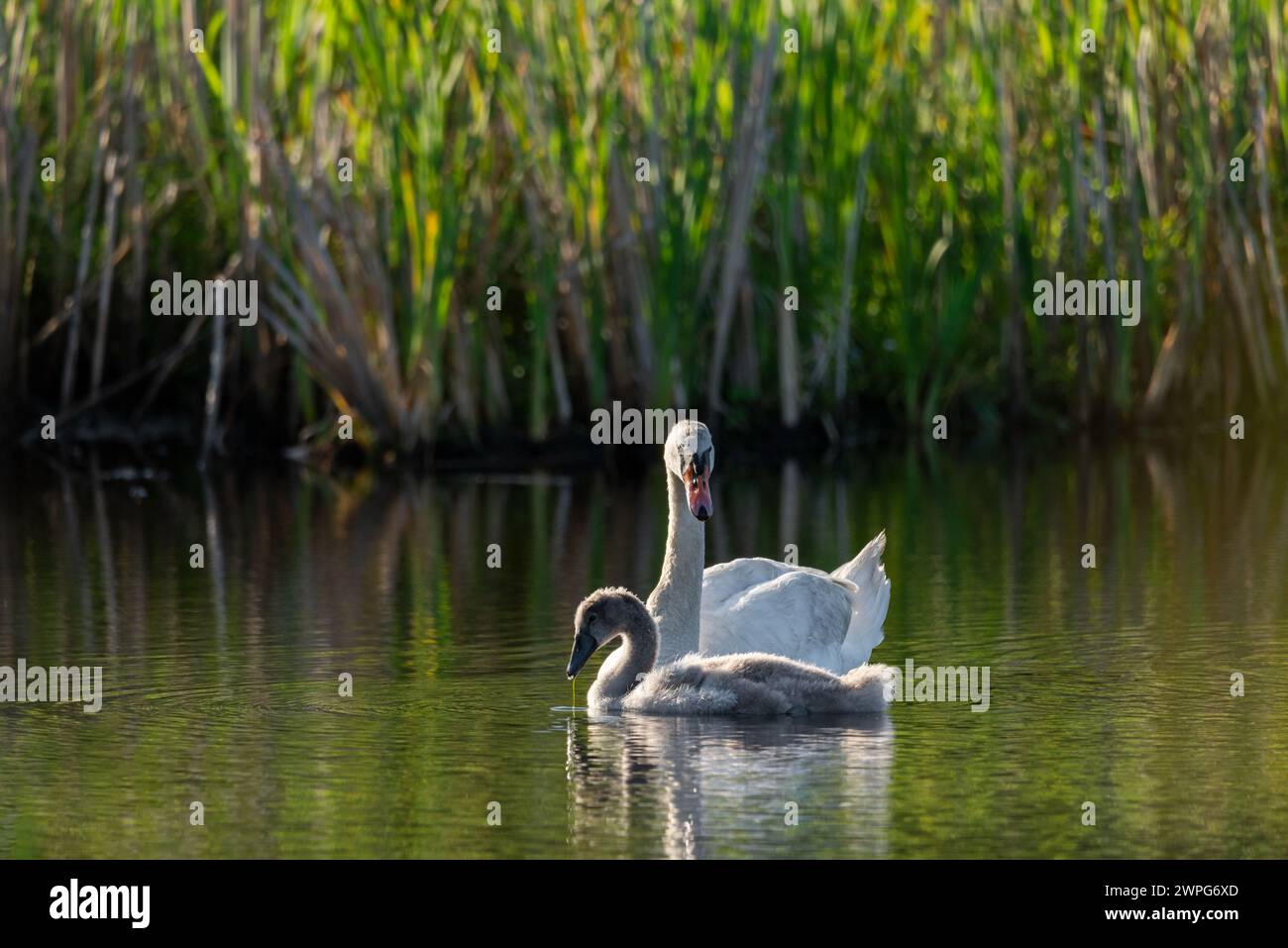 Schwan mit Babyschwan, der an einem sonnigen Tag in einem ruhigen Seewasser schwimmt - Nahaufnahme mit Teleobjektiv Stockfoto