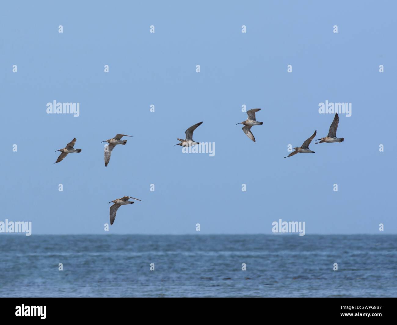 Wimbrel Numenius phaeopus, Schar im Flug über das Meer auf der Migration, Teesmouth, Cleveland, Großbritannien, August. Stockfoto