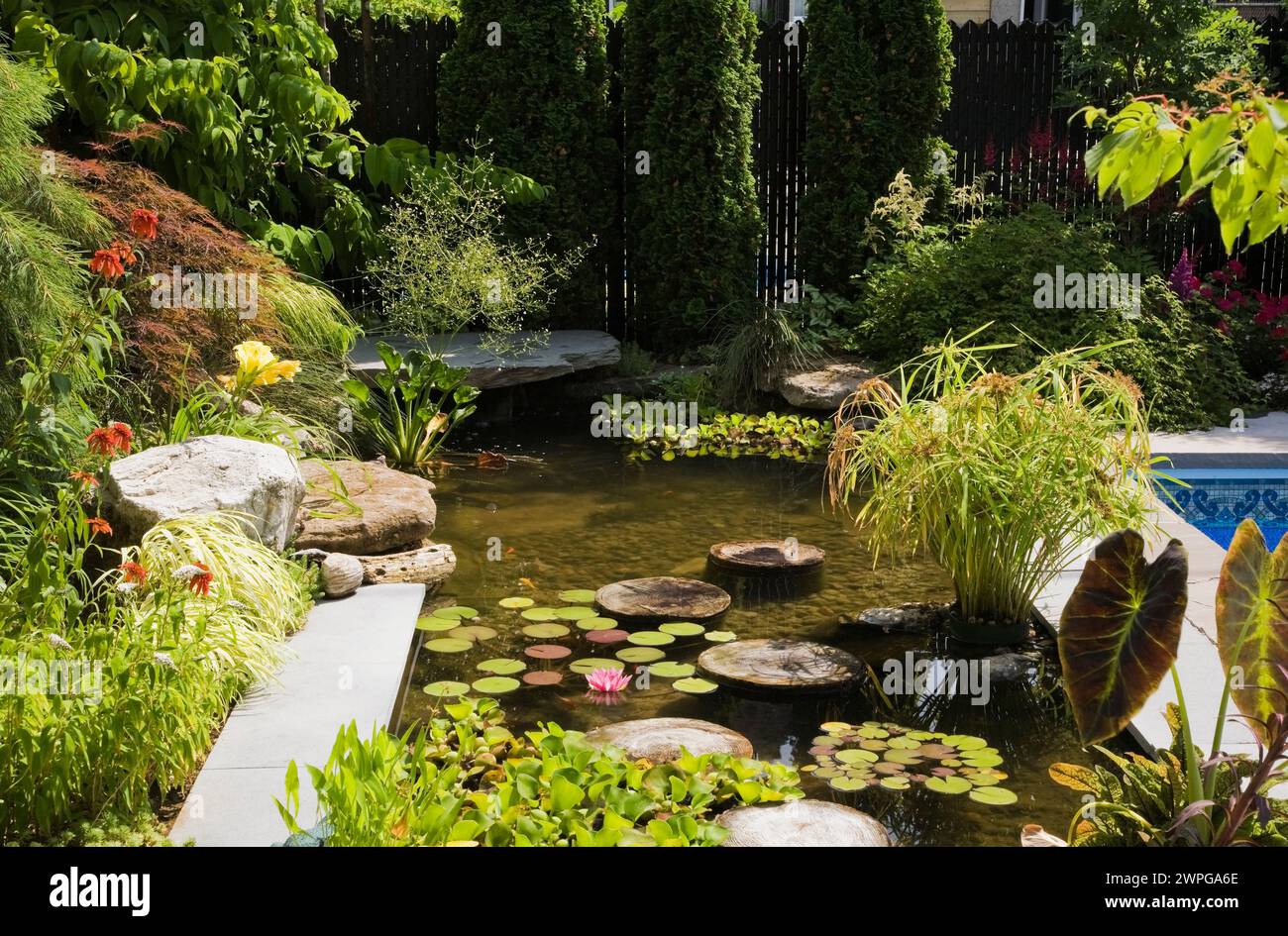 Teich mit Trittsteinen, Eichornia Crassipes - Wasserhyazinthe, rosa Nymphaea - Wasserlilie, Kolokasien - Elefantenohr, rote Echinacea 'heiße Papaya'. Stockfoto