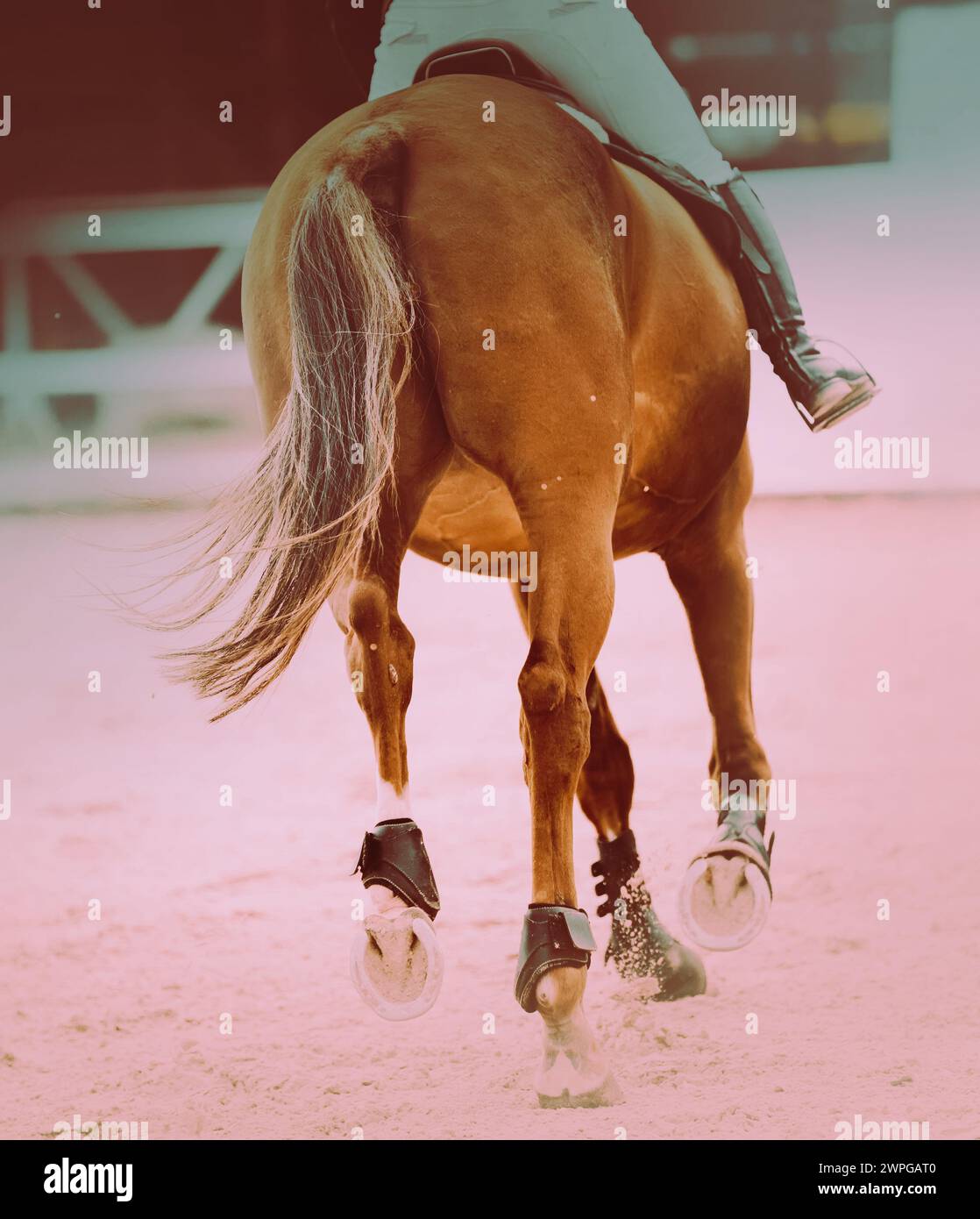 Auf dem Bild galoppiert ein Sauerampfer mit einem Reiter auf dem Rücken. Die Füße des Pferdes sind geschoben. Dies ist ein Bild des Reitsports während des Sommers Stockfoto Auf dem Bild galoppiert ein Sauerampfer mit einem Reiter auf dem Rücken. Die Füße des Pferdes sind geschoben. Dies ist ein Bild des Reitsports während des Sommers Stockfoto