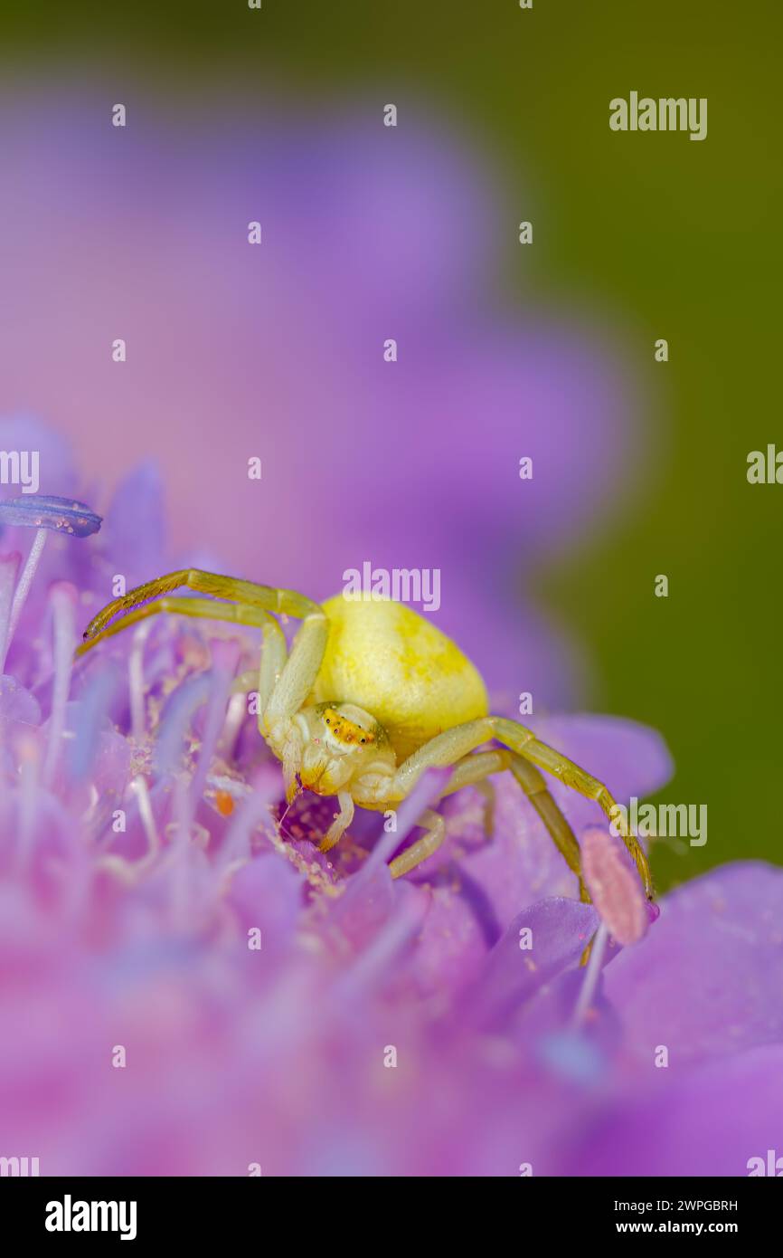 Krabbenspinne (Misumena vatia) auf lila Blume Stockfoto