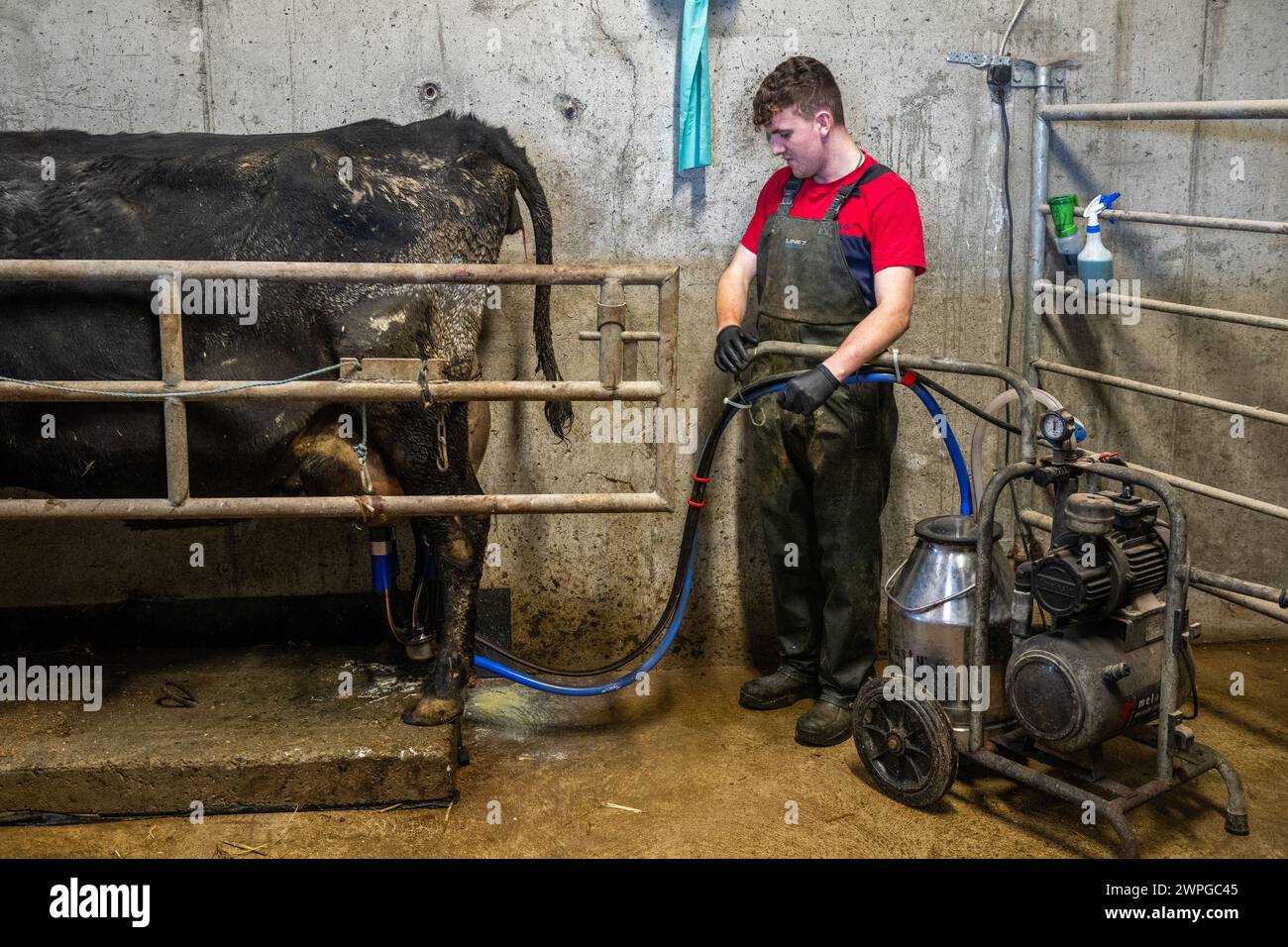 Junge Milchbauern melken eine Kuh, um ihr neugeborenes Kalb auf einer Milchfarm in West Cork, Irland, zu füttern. Stockfoto