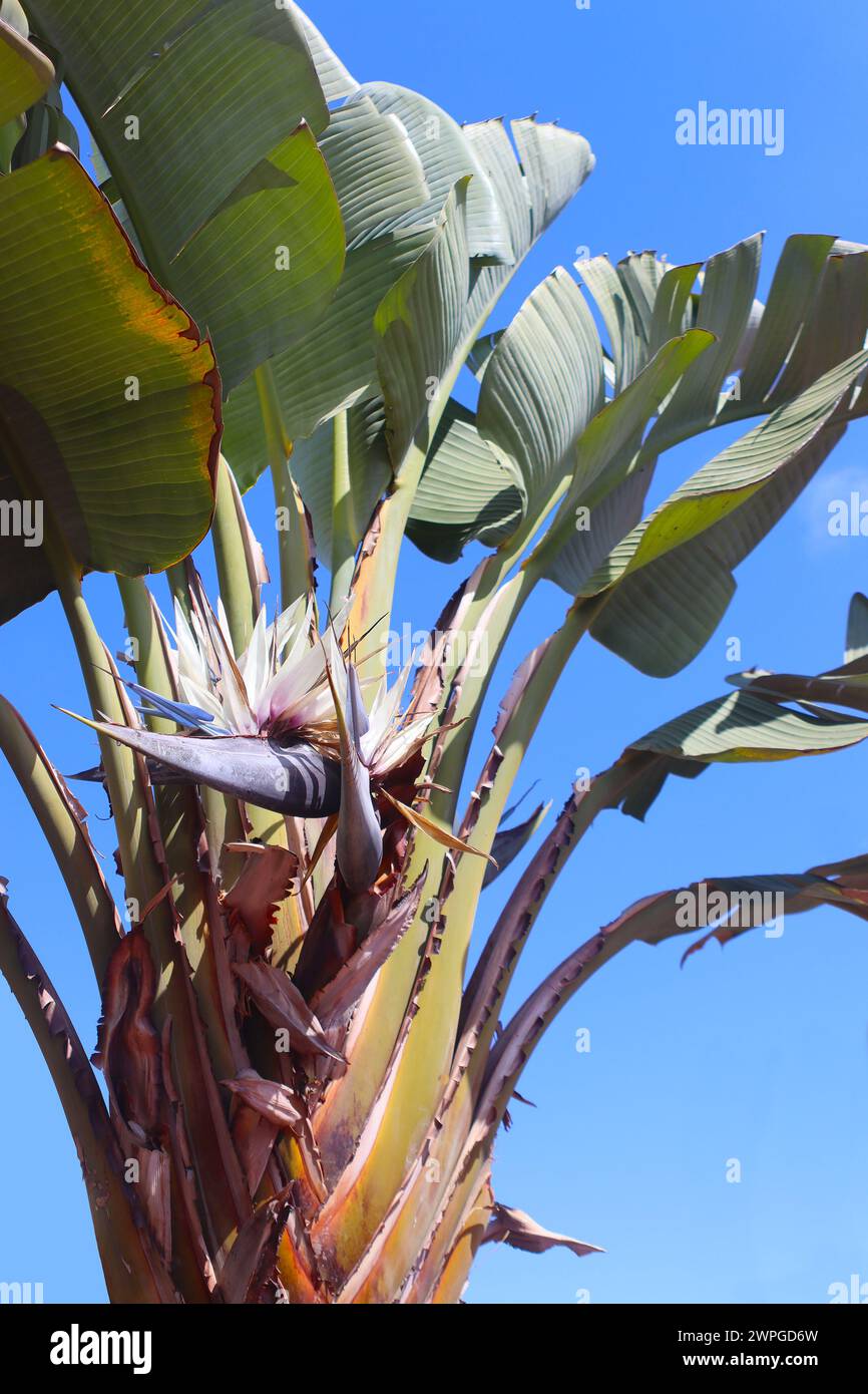 Blüte und Blätter des riesigen weißen Paradiesvogels oder der wilden Bananenblume (Strelitzia nicolai) vor blauem Himmel Stockfoto