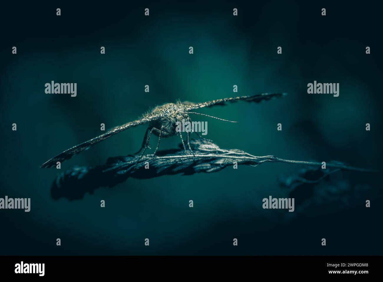 Gemeinsame Heide (Ematurga atomaria), Moth Stockfoto
