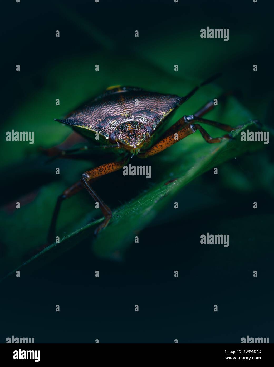 Schildkäfer mit roten Beinen (Pentatoma rufipes) Stockfoto