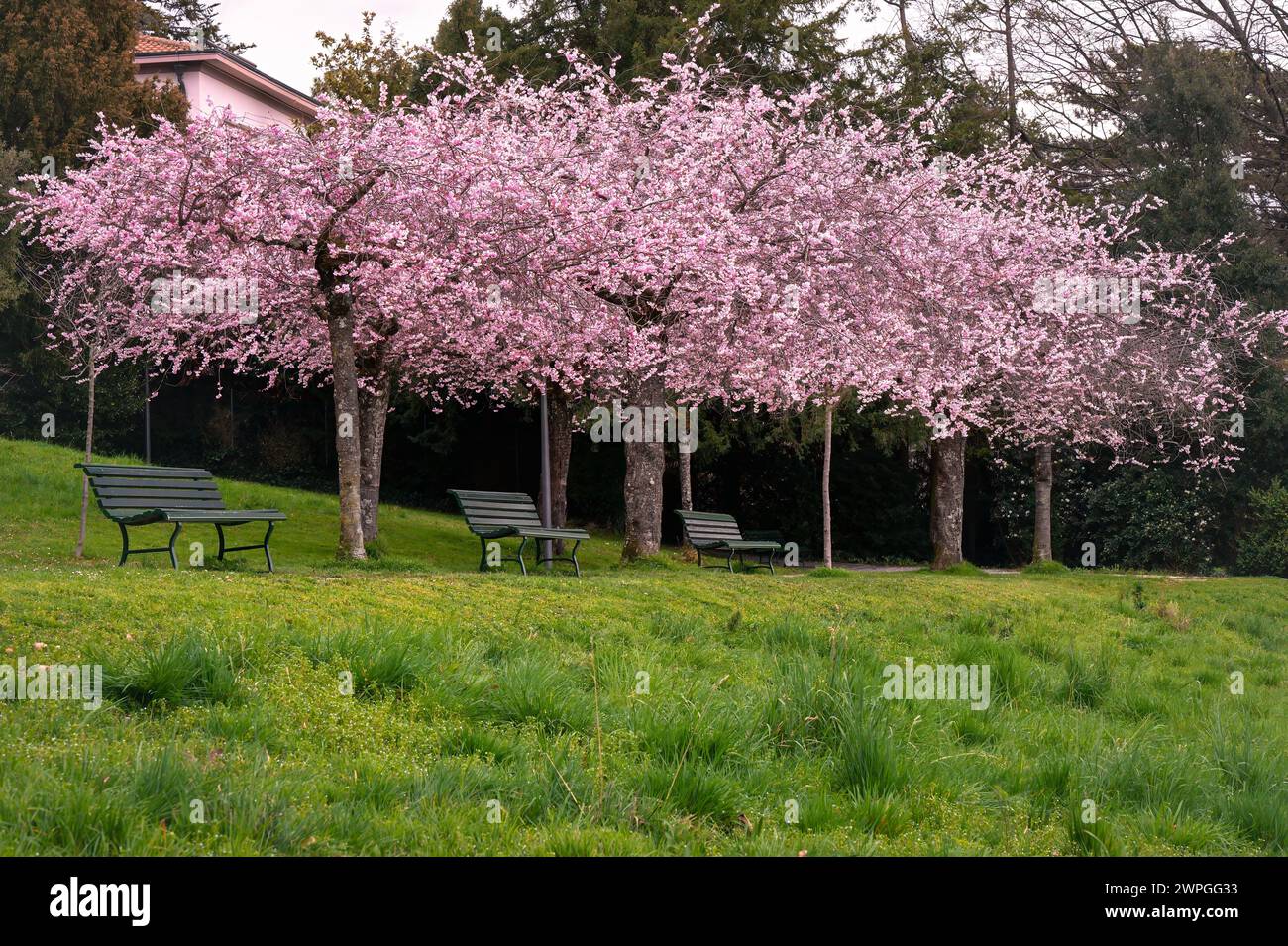 Blüte im Frühling. Landschaft von Prunus Kwanzan rosa Blumen, Baum und Bank. Lausanne, Schweiz. Stockfoto