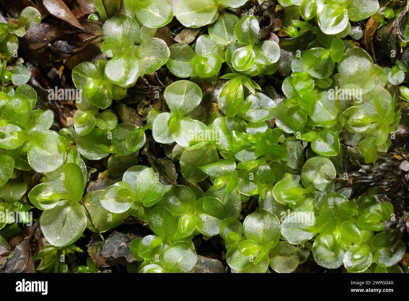 Rhizomnium punctatum (gepunktetes Thymian-Moos) kommt auf feuchtem Boden, Gestein und verrottendem Holz vor. Sie ist in Asien, Europa, Nordamerika und Nordafrika beheimatet. Stockfoto