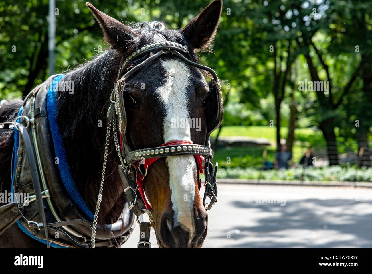 Rikscha- oder Pferdekutschenfahrt im Central Park, einem öffentlichen Stadtpark im Stadtteil Manhattan, in der Big Appl Stockfoto