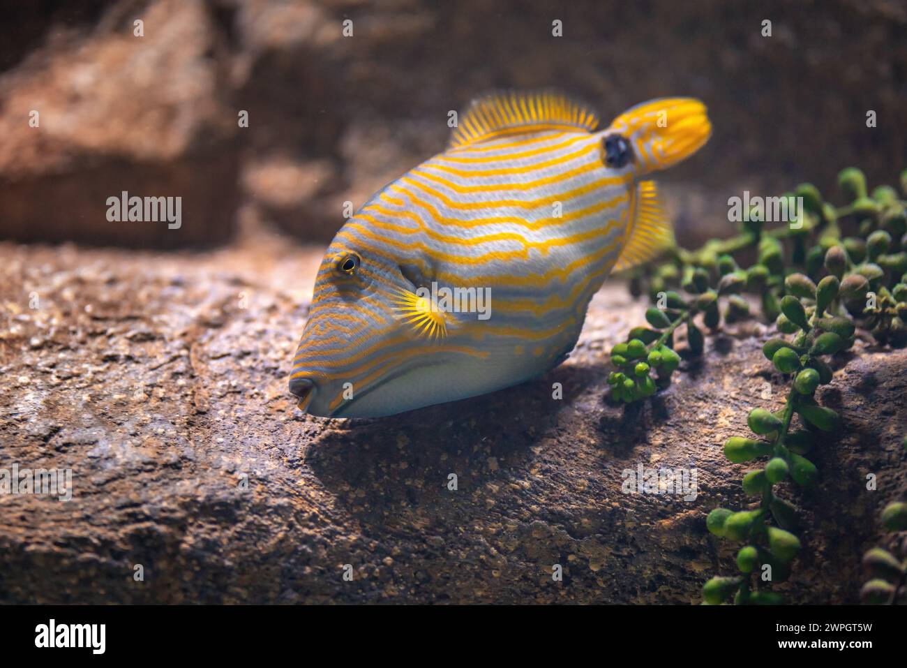 Orangenfische (Balistapus undulatus) - Meeresfische Stockfoto