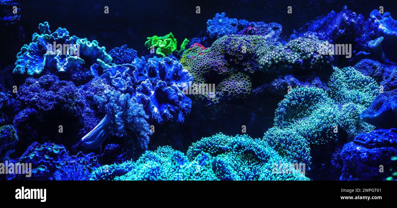 Aquariumkorallen unter UV-Licht Stockfoto
