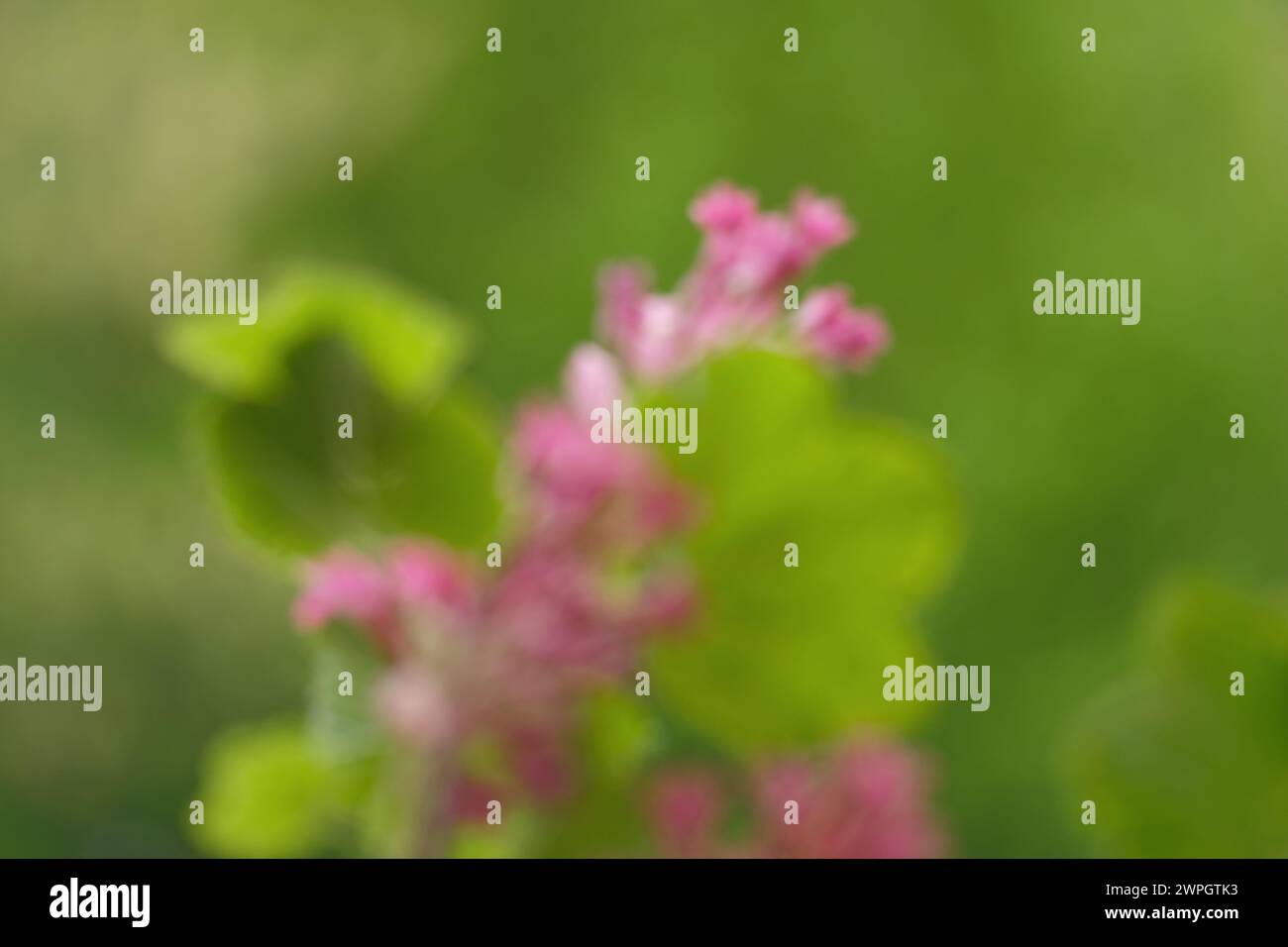 Frühling Leere verschwommener grüner natürlicher Hintergrund mit Zweigen, Blumen Dekorative blutrote Johannisbeere, leere Form, Karte für Glückwünsche, Blumen für prof Stockfoto
