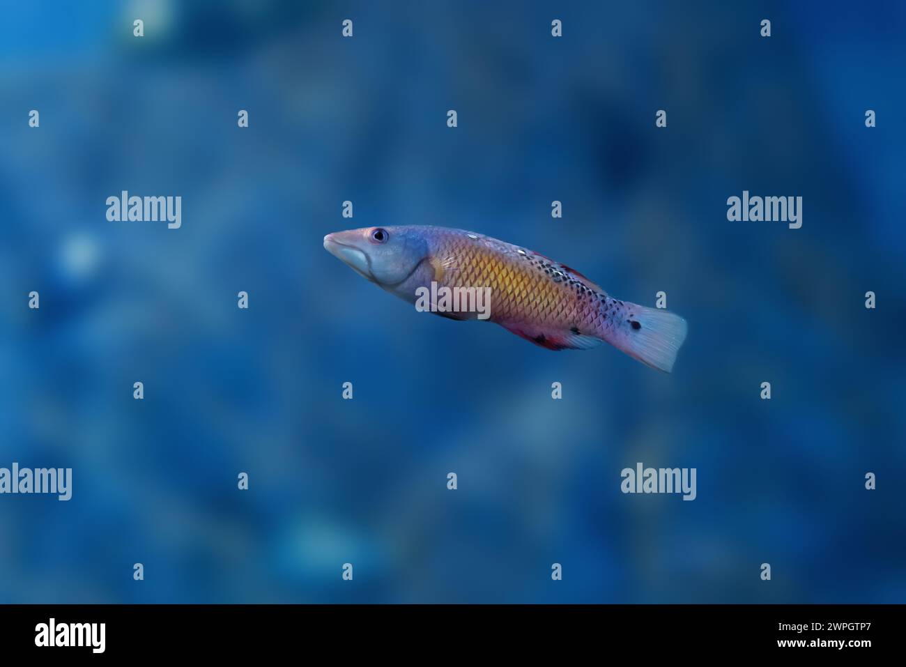 Diana's Hogfish (Bodianus diana) - Meeresfisch Stockfoto
