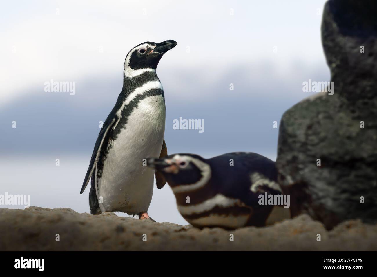 Magellanic Pinguin (Spheniscus magellanicus) - Südamerikanischer Pinguin Stockfoto