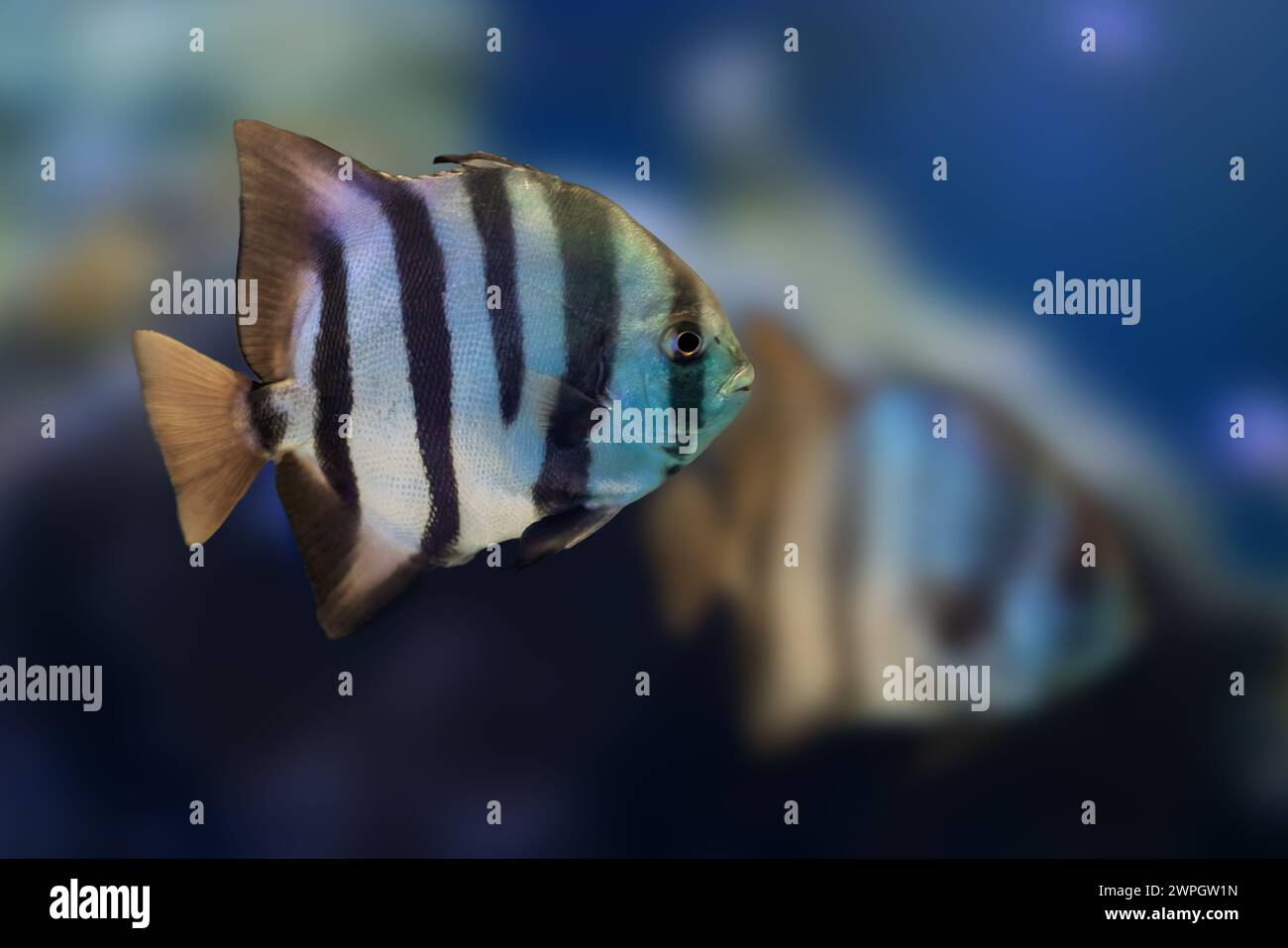 Atlantischer Spadefish (Chaetodipterus faber) - Meeresfische Stockfoto