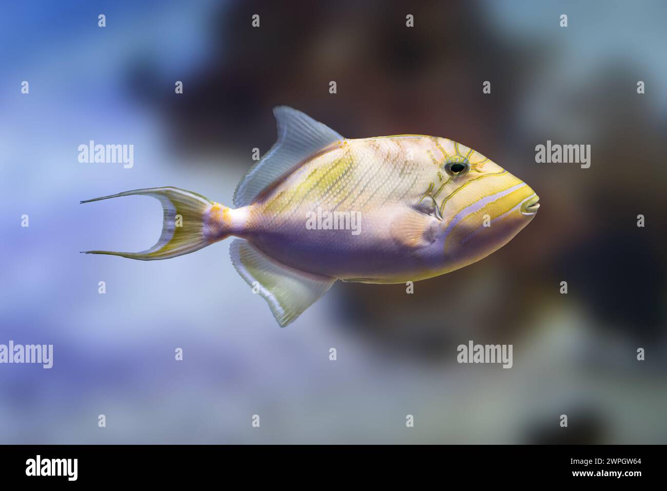 Queen Triggerfish (Balistes vetula) - Meeresfisch Stockfoto
