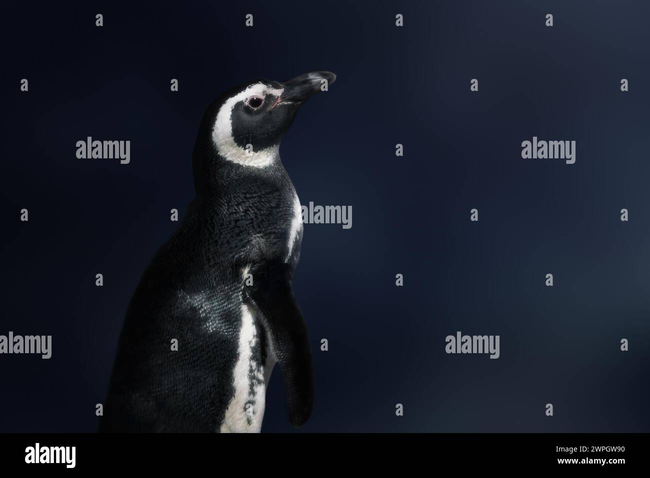 Magellanic Pinguin (Spheniscus magellanicus) - Südamerikanischer Pinguin Stockfoto