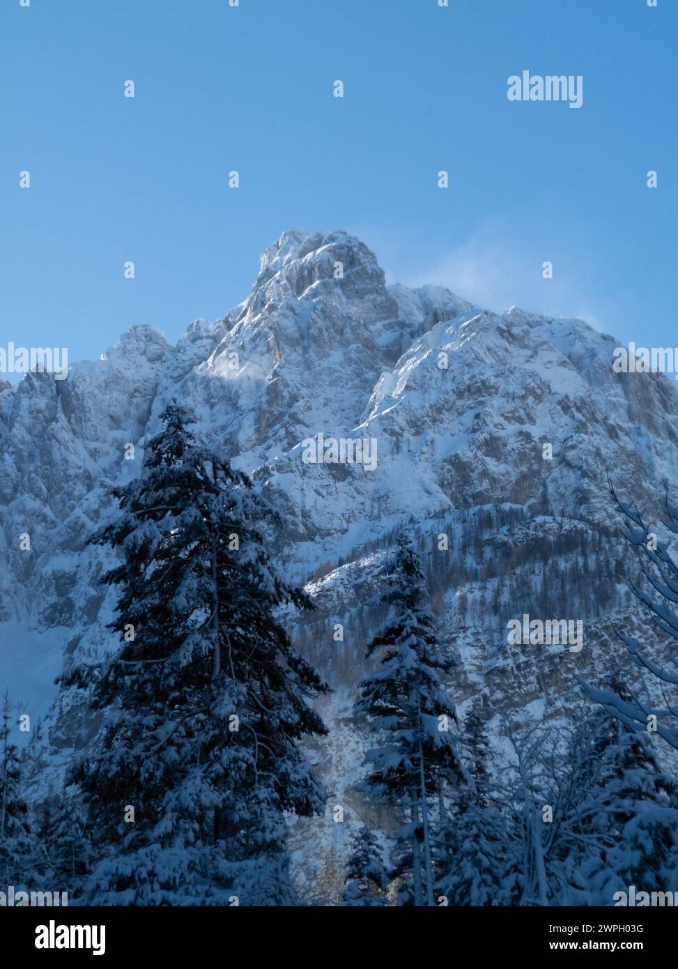 Schneebedeckter, sonnendurchfluteter Gipfel mit Bäumen im Vordergrund im Krnica-Tal, Julischen Alpen an einem klaren Wintertag. Der Wind wehte Schnee vom Gipfel. Stockfoto