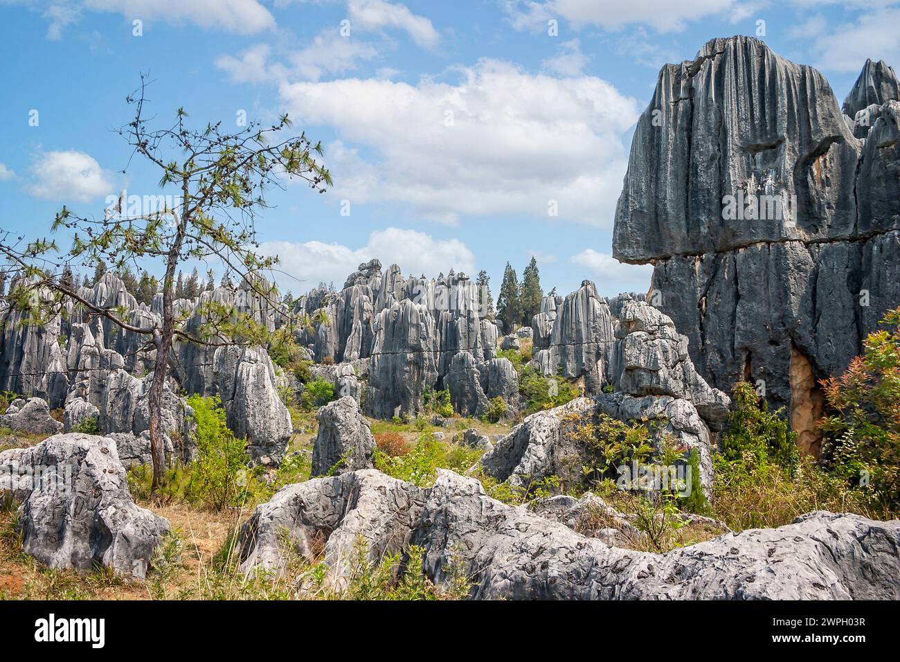 Dramatische geologische Formationen aus Karstkalkstein wie Stachelzähne im Stone Forest National Geo-Park in Yunnan, China Stockfoto