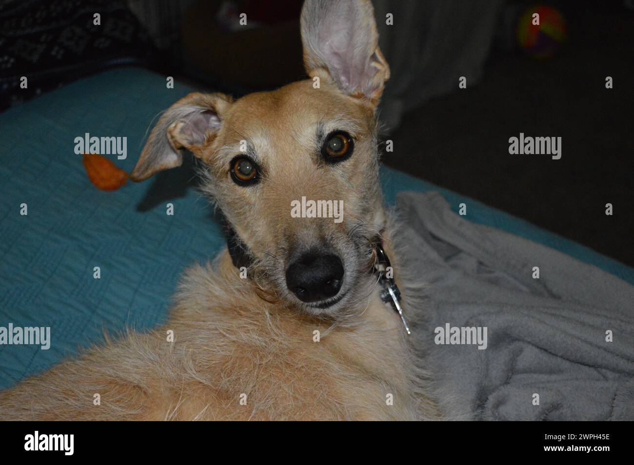 Lächle den Windhund Stockfoto