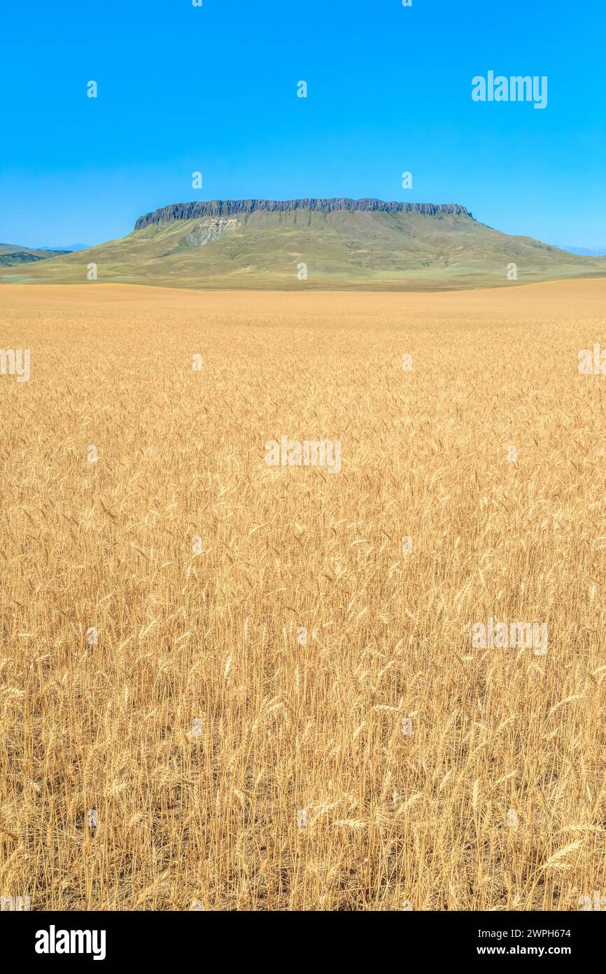 Feld mit reifendem Weizen unter Crown butte in der Nähe von simms, montana Stockfoto
