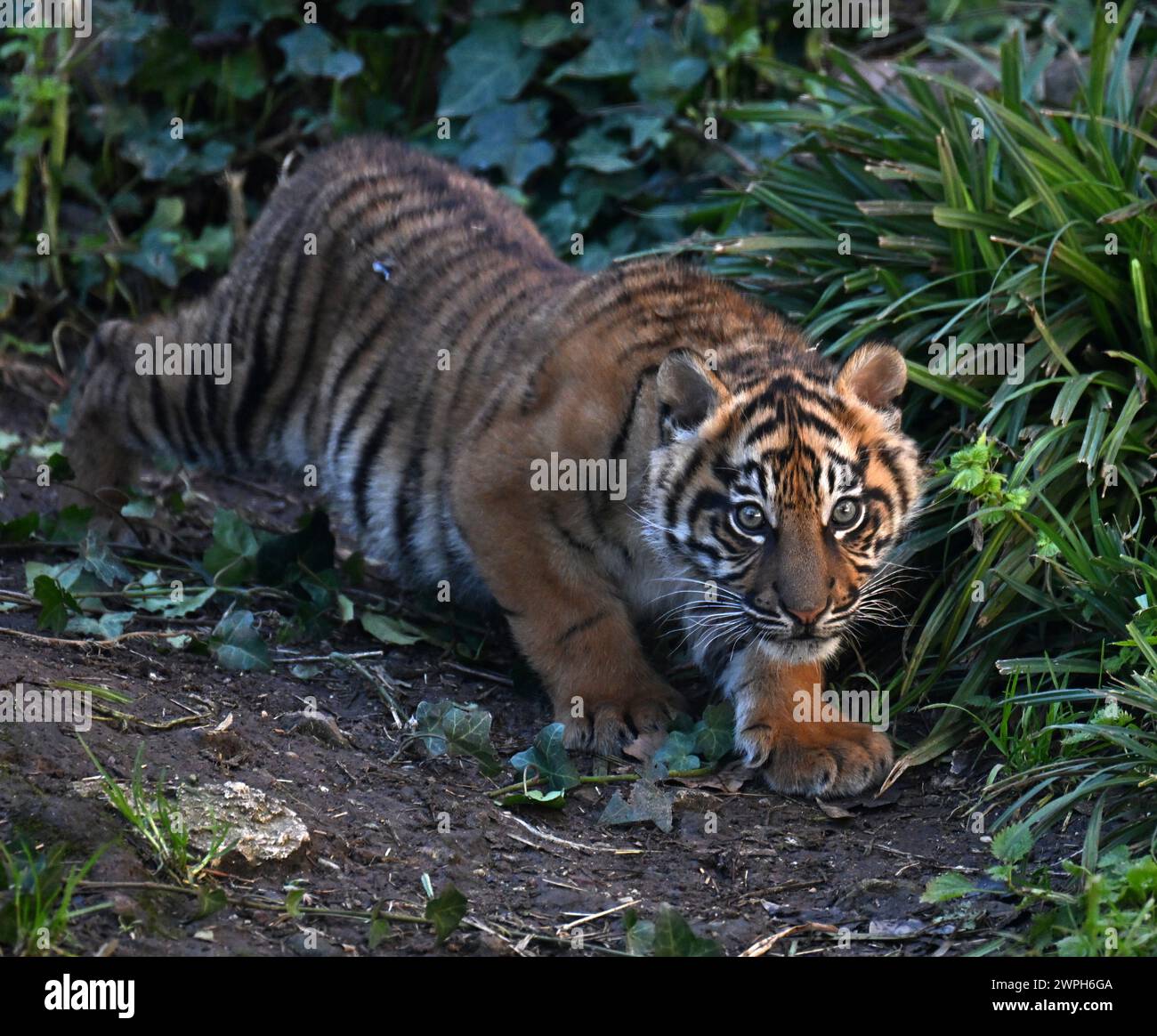 Rom, Italien. März 2024. Kala, ein Sumatra-Tigerjunges, wird am 7. März 2024 im Bio Park Zoo in Rom, Italien, gesehen. Die drei Monate alte Tigerjunge gab ihr öffentliches Debüt hier am Donnerstag. Quelle: Alberto Lingria/Xinhua/Alamy Live News Stockfoto