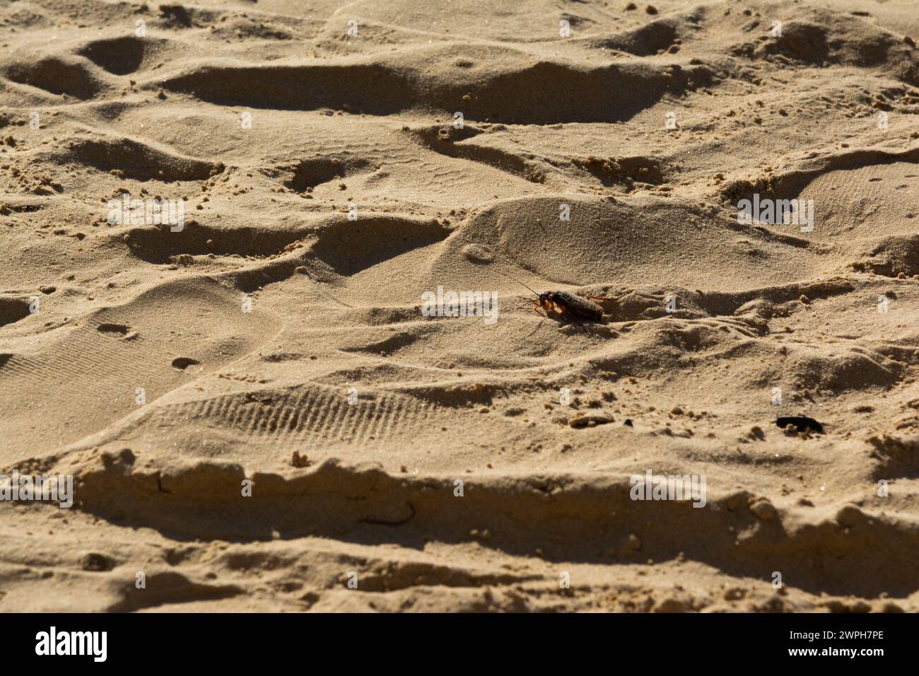 Eine Kakerlake spaziert auf dem heißen Sandstrand. Stadt Salvador, Bahia. Stockfoto