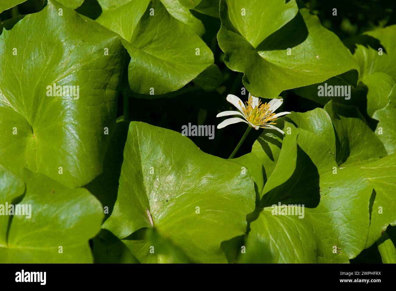 Ein Marsh Marigold (Caltha leptosepala) an der Spitze der Oregon Cascades, umgeben von seinen riesigen Blättern Stockfoto