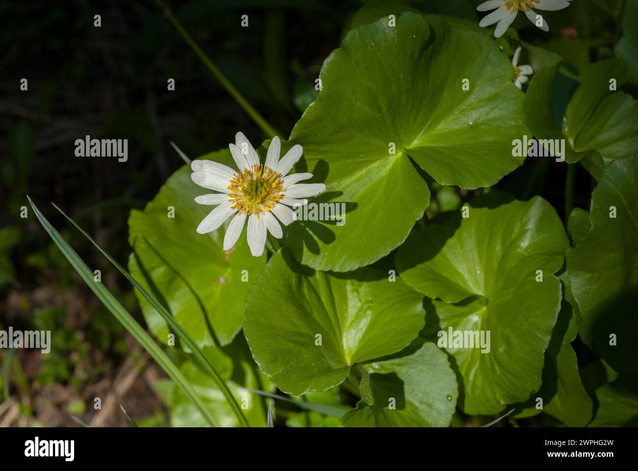 Caltha leptosepala, die weiße Sumpfblume, Zwillingsblumen-Sumpfblume oder breitblättrige Sumpfblume Stockfoto