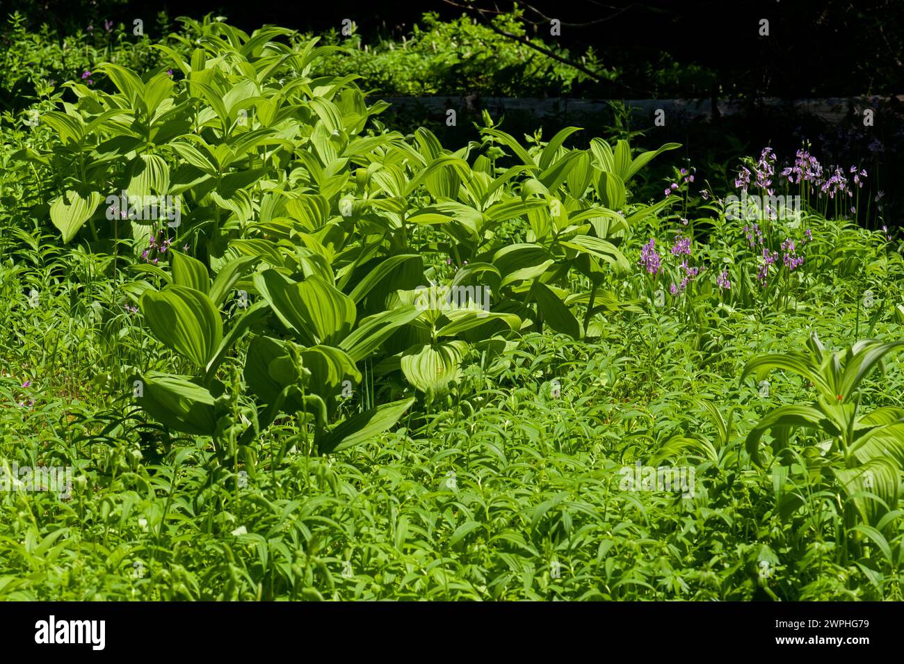 Grüne Maislilien (Veratrum viride; nicht in Blüte) und Sternschnuppen (Dodecatheon alpinum) auf einer alpinen Wiese in der Nähe des Kaskaden-Gipfels von Oregon Stockfoto