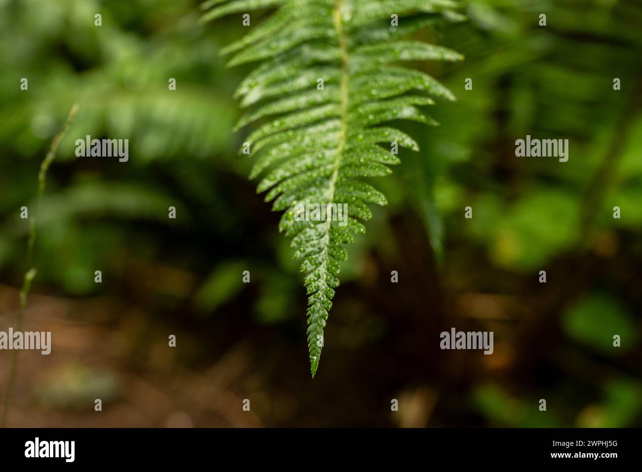 Large Water Droplet Slowy zieht den Fern Branch im Olympic National Park hinunter Stockfoto
