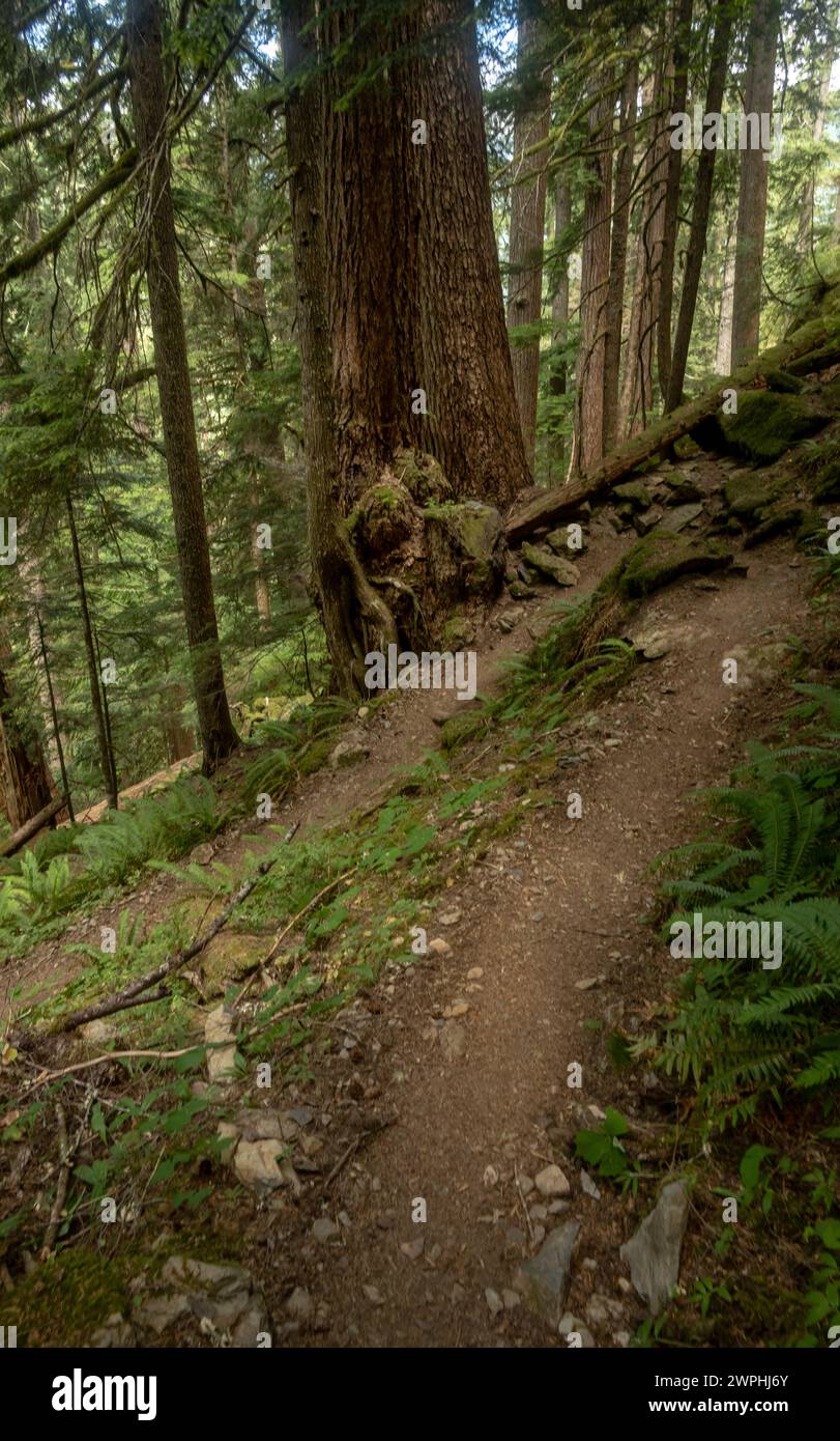 Blick hinunter über den steilen Trail, der sich vom Olymp in Richtung Hoh River schlängelt Stockfoto