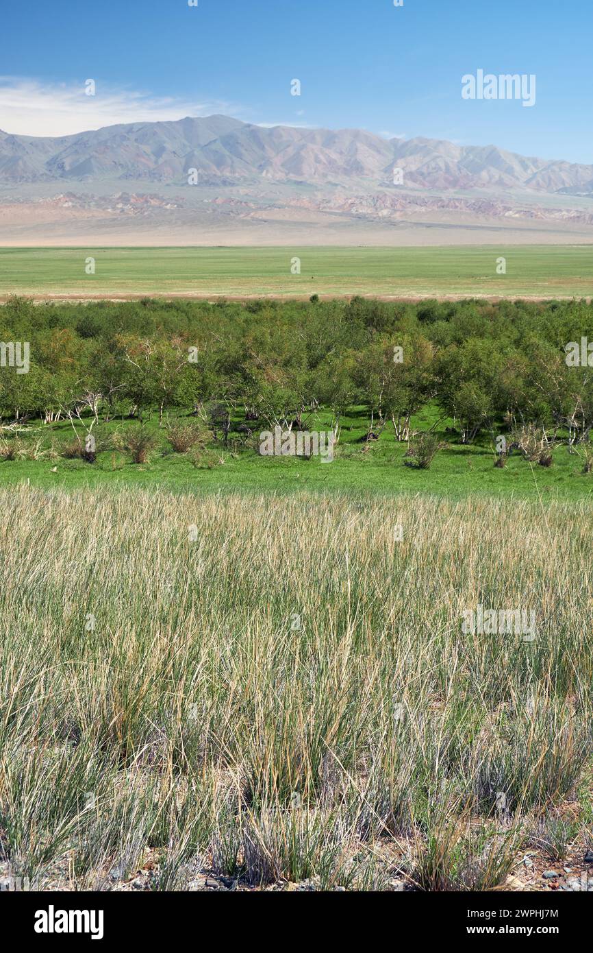 Auenwald-Birkenwald in Khovd Aimak in der Mongolei. Grasbüsche Achnatherum im Vordergrund und Bumbat Khairkhan Ridge im Hintergrund. Stockfoto