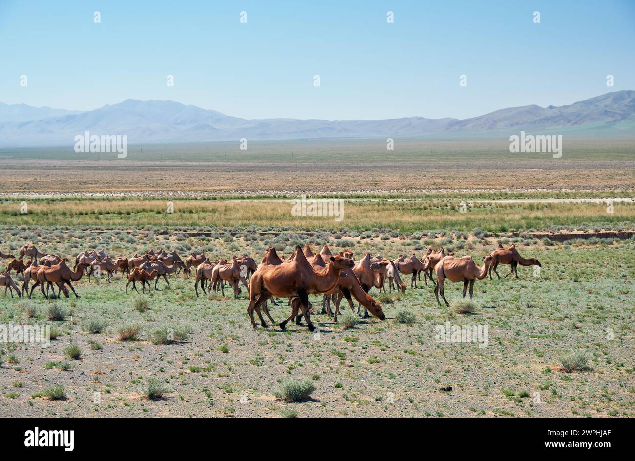 Herde baktriischer Kamele in der mongolischen Steinwüste. Westliche Mongolei. Stockfoto