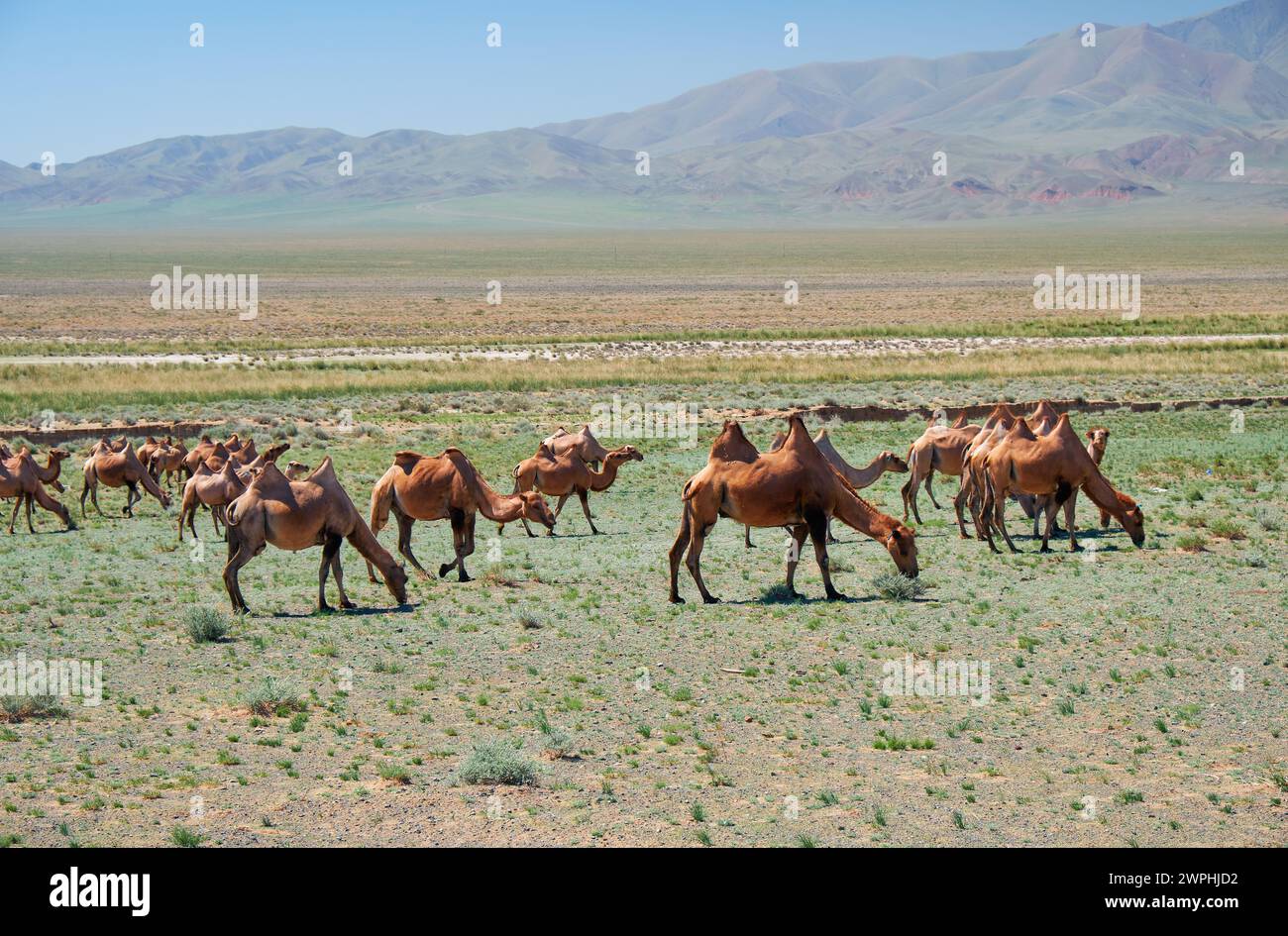 Herde baktriischer Kamele in der mongolischen Steinwüste. Westliche Mongolei. Stockfoto