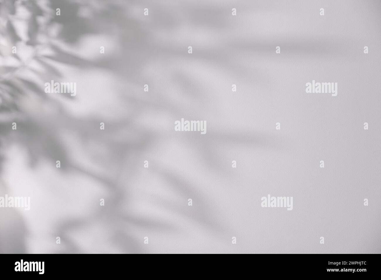 Schatten von Pflanzen, die auf weiße Wand fallen, Platz für Text Stockfoto