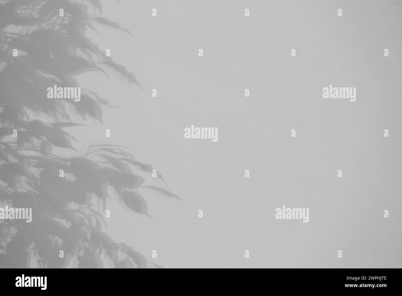 Schatten von Pflanzen, die auf weiße Wand fallen, Platz für Text Stockfoto