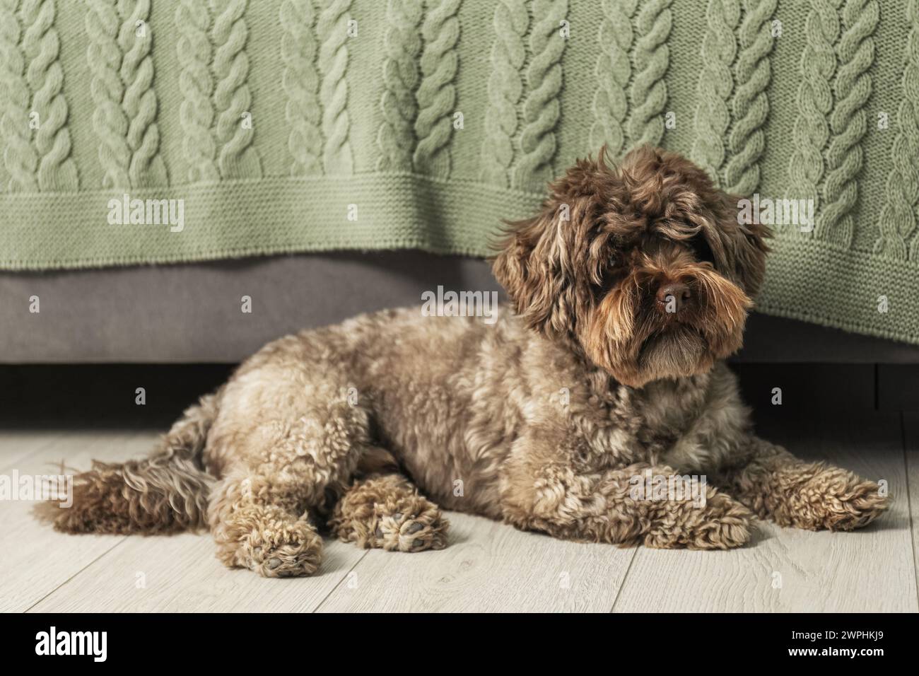 Niedlicher Hund, der zu Hause auf dem Boden liegt Stockfoto