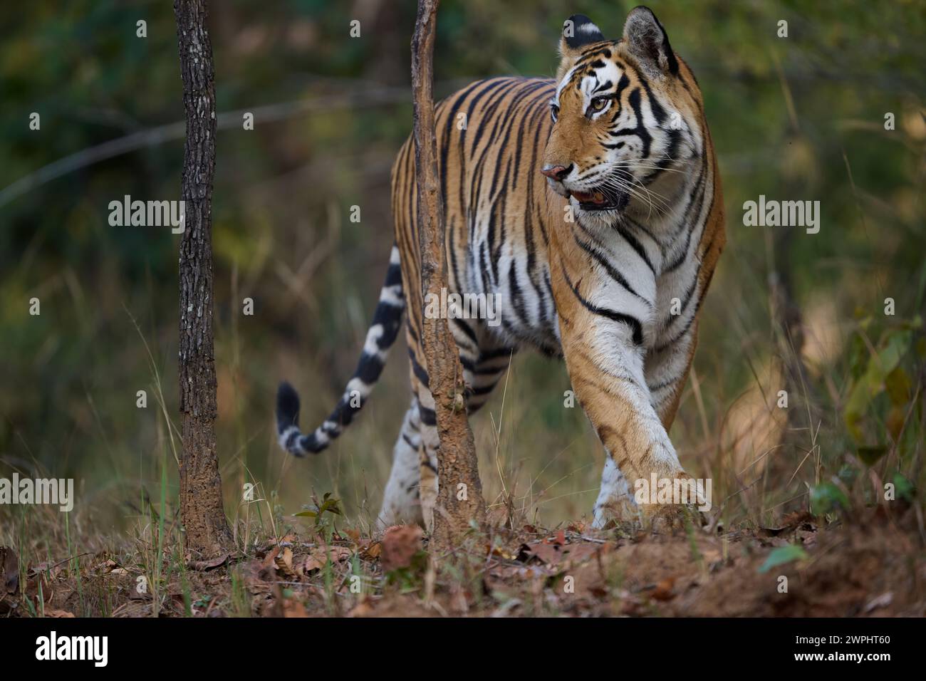 Tiger - Tigress - bekannt als Biruhli, auftaucht aus dem Wald, Bandhavgarh, Februar 2024 Stockfoto