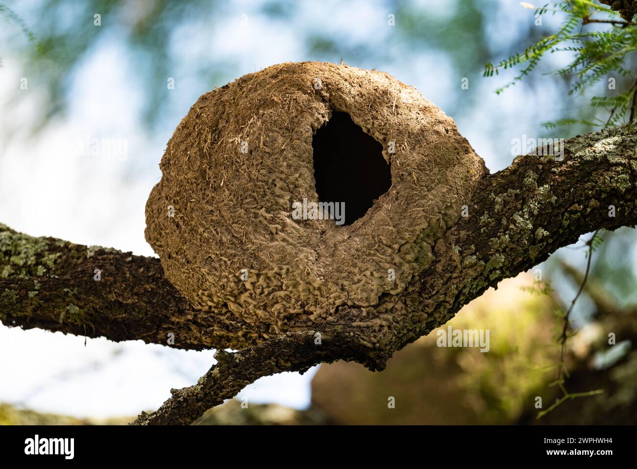 Horneros (Furnarius rufus) bauen ihr Tonnest auf einem Baum in Form eines Lehmofens, daher Ovenvogel genannt. Argentinien Stockfoto