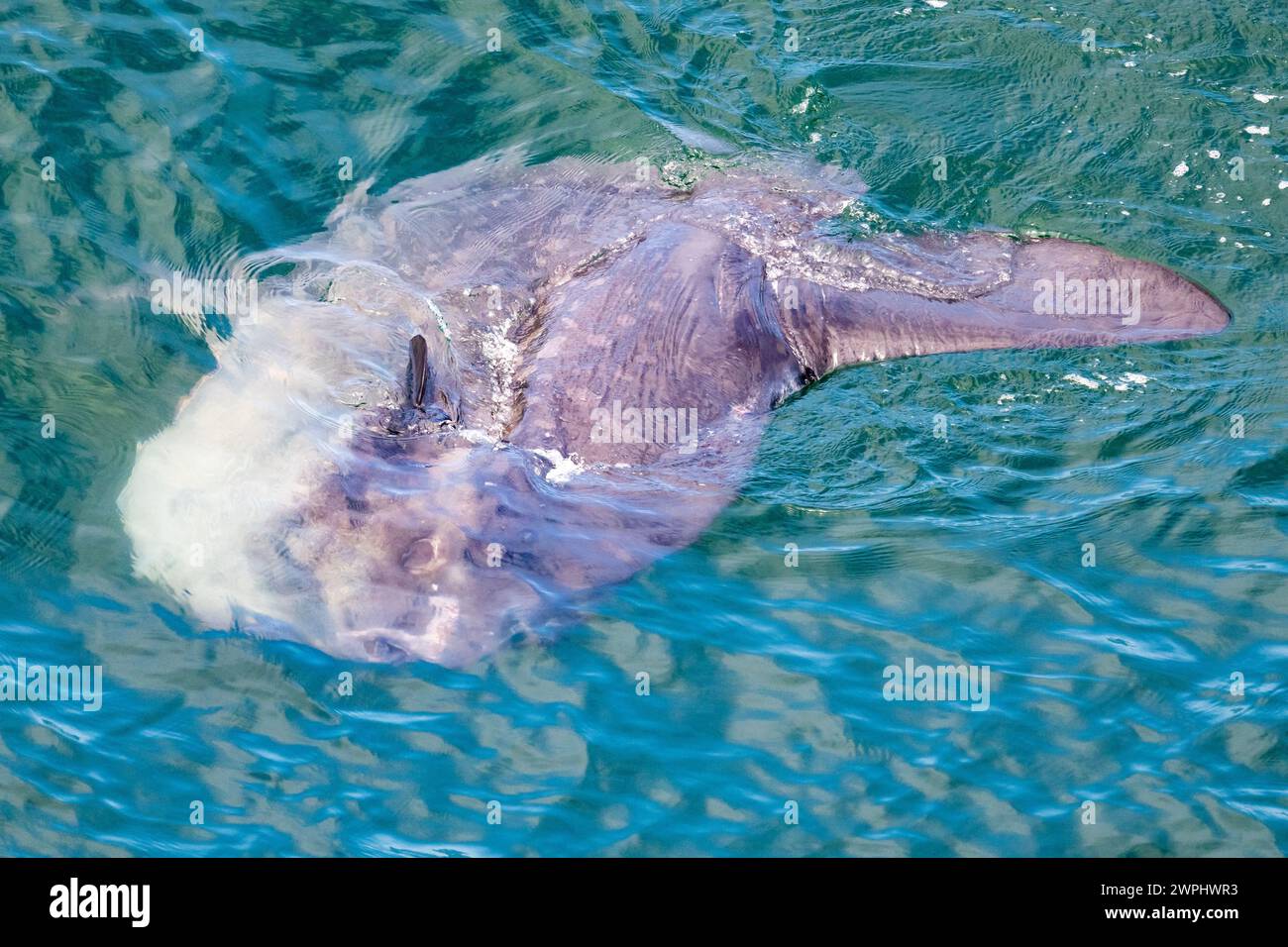 Ein Ocean Sunfish oder Common Mola (Mola mola), einer der größten knöchernen Fische, schwimmt im Ozean. Südatlantik. Stockfoto