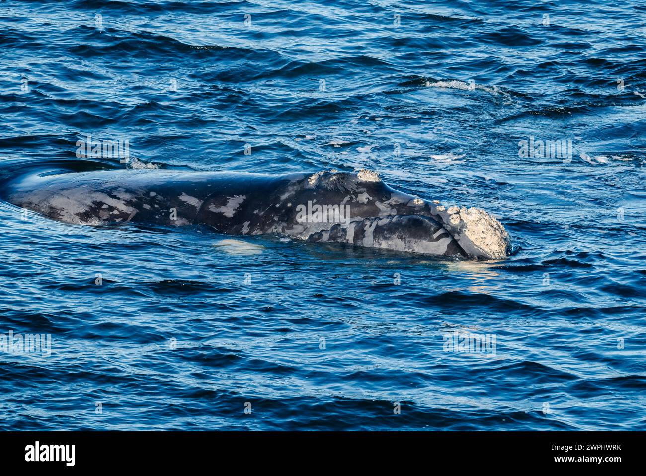 Ein südlicher Glattwal (Eubalaena australis), der im Ozean schwimmt. Südatlantik. Stockfoto