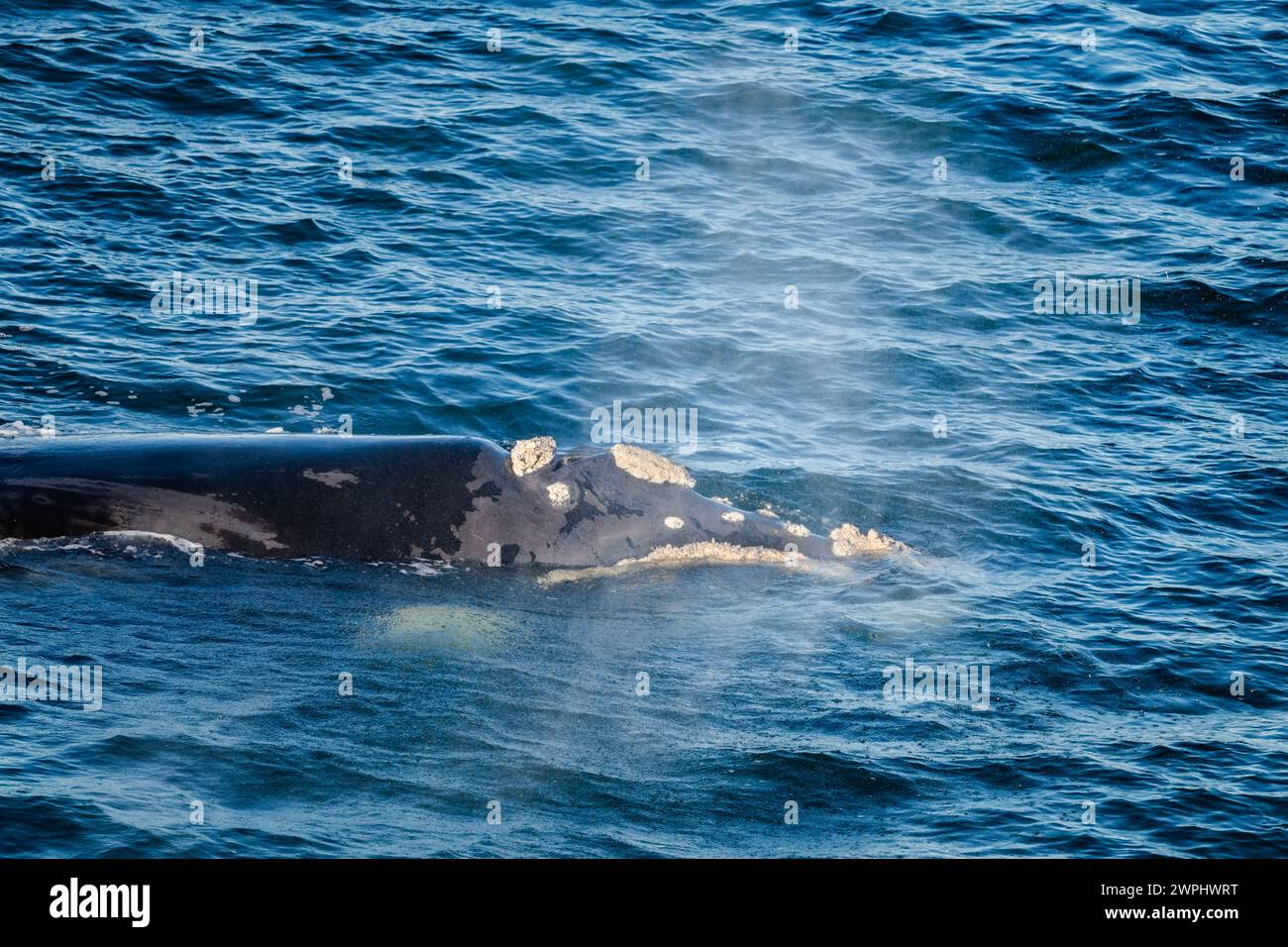 Ein südlicher Glattwal (Eubalaena australis), der im Ozean schwimmt. Südatlantik. Stockfoto