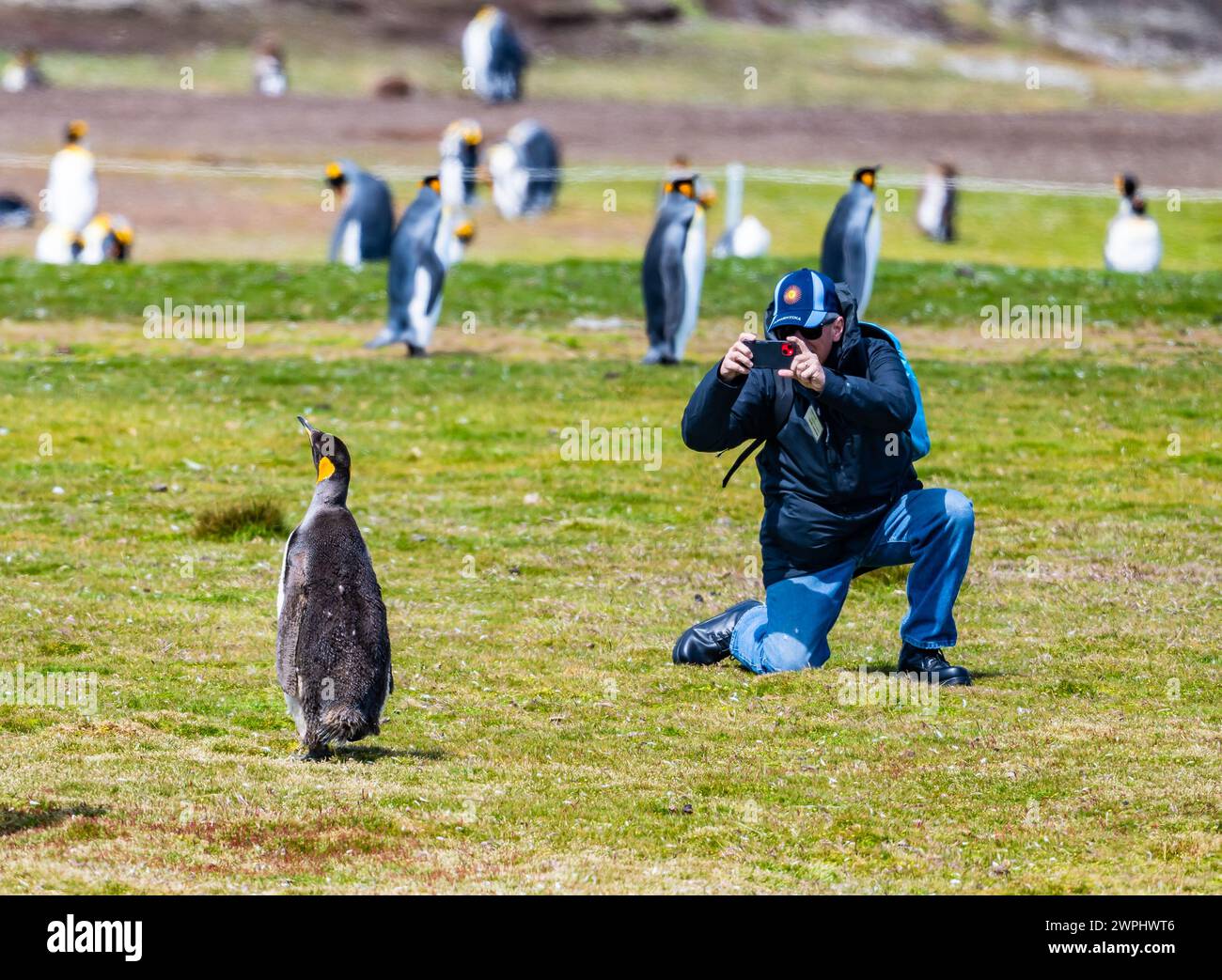 Touristen machen Fotos von Königspinguinen (Aptenodytes patagonicus). Die Falklandinseln. Stockfoto