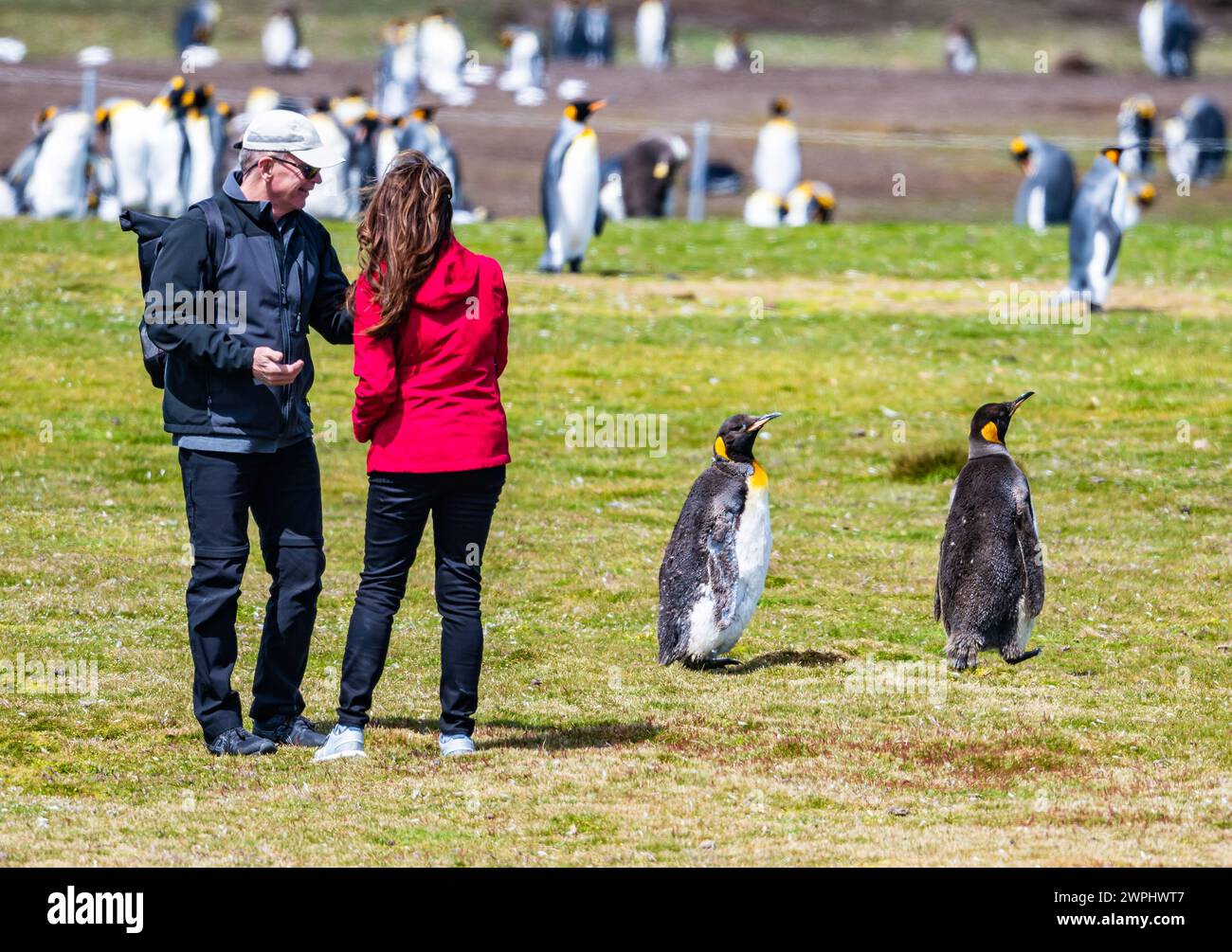 Touristen machen Fotos von Königspinguinen (Aptenodytes patagonicus). Die Falklandinseln. Stockfoto