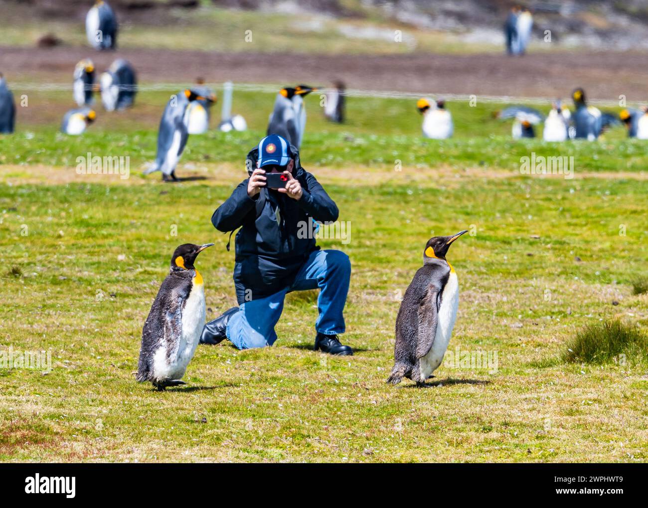 Touristen machen Fotos von Königspinguinen (Aptenodytes patagonicus). Die Falklandinseln. Stockfoto