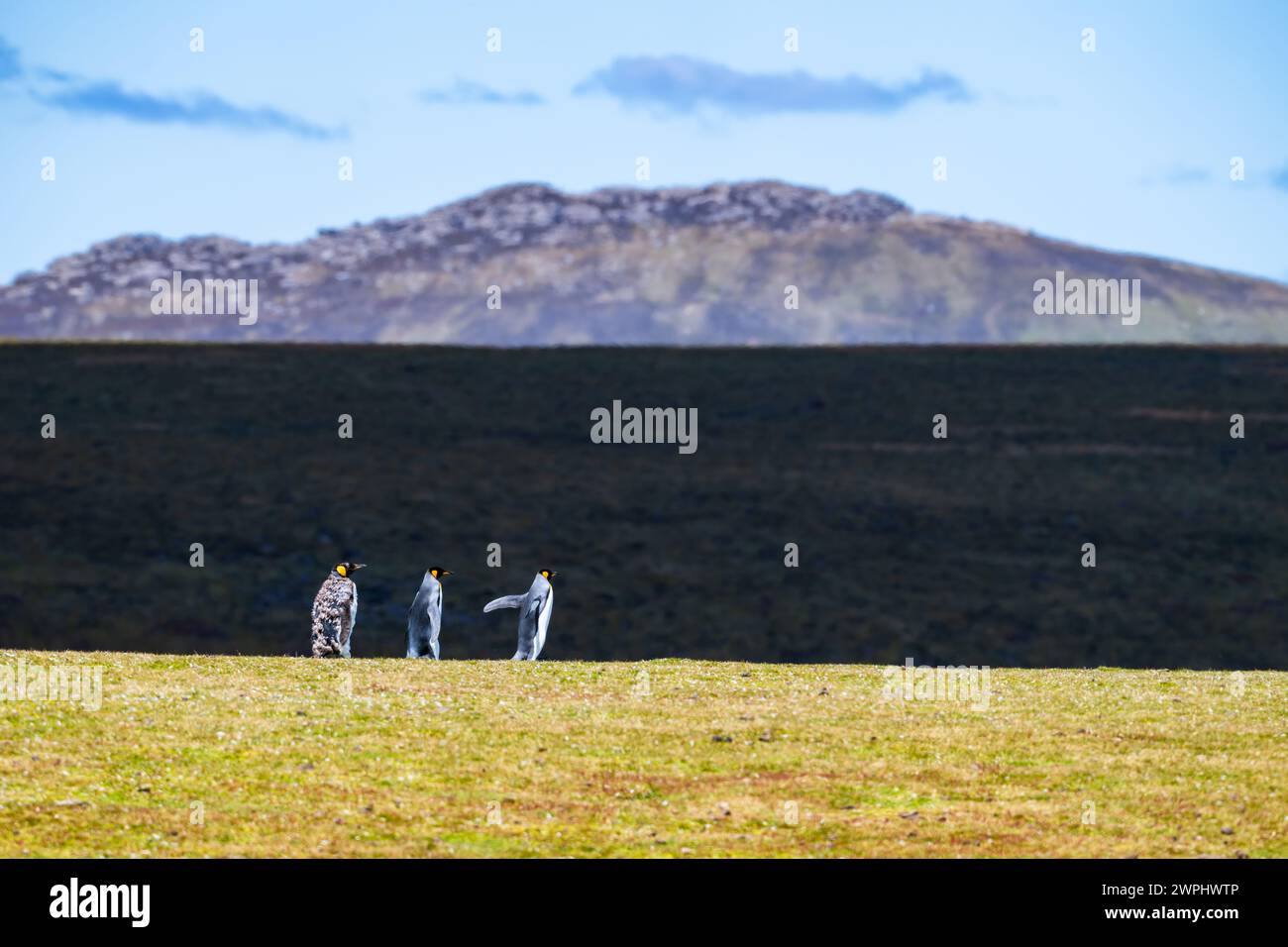 Königspinguine (Aptenodytes patagonicus) spazieren durch die Landschaft des Meeres und der Berge. Die Falklandinseln. Stockfoto