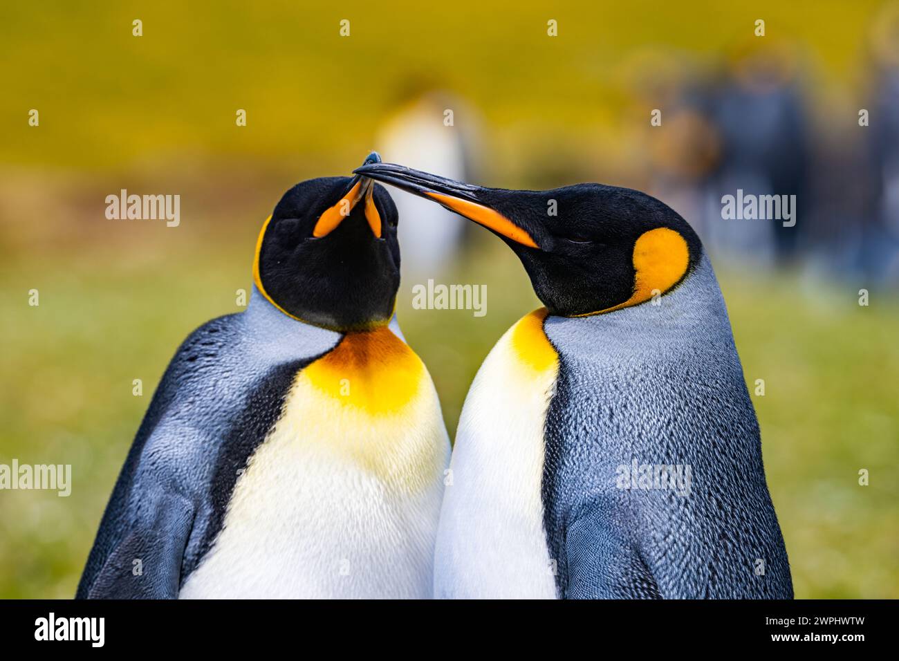 Nahaufnahme eines Paares Königspinguine (Aptenodytes patagonicus). Die Falklandinseln. Stockfoto