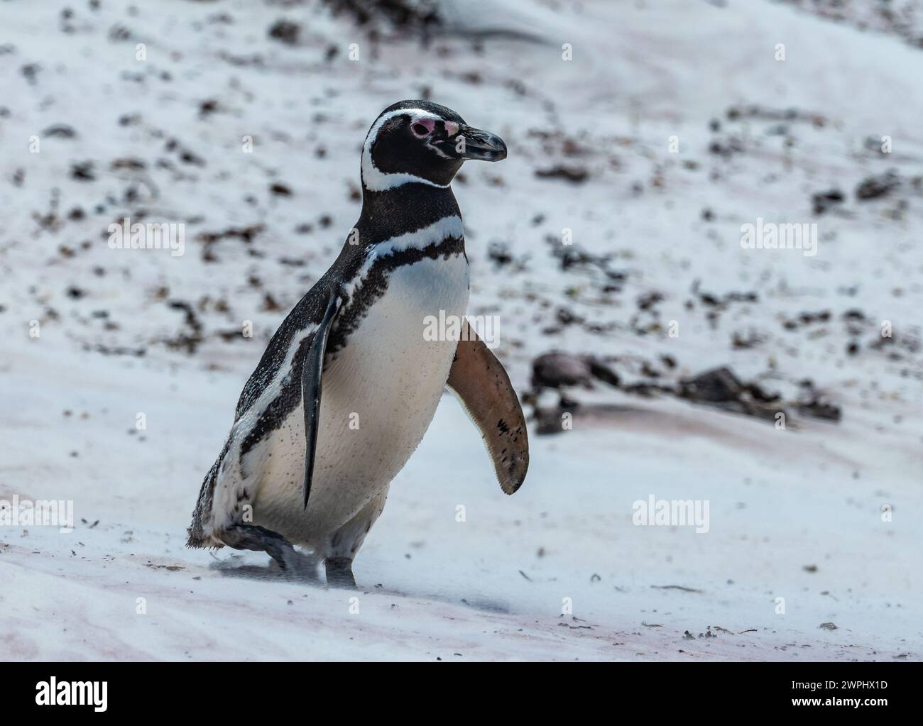 Ein Magellan-Pinguin (Spheniscus magellanicus), der am Sandstrand spaziert. Die Falklandinseln. Stockfoto