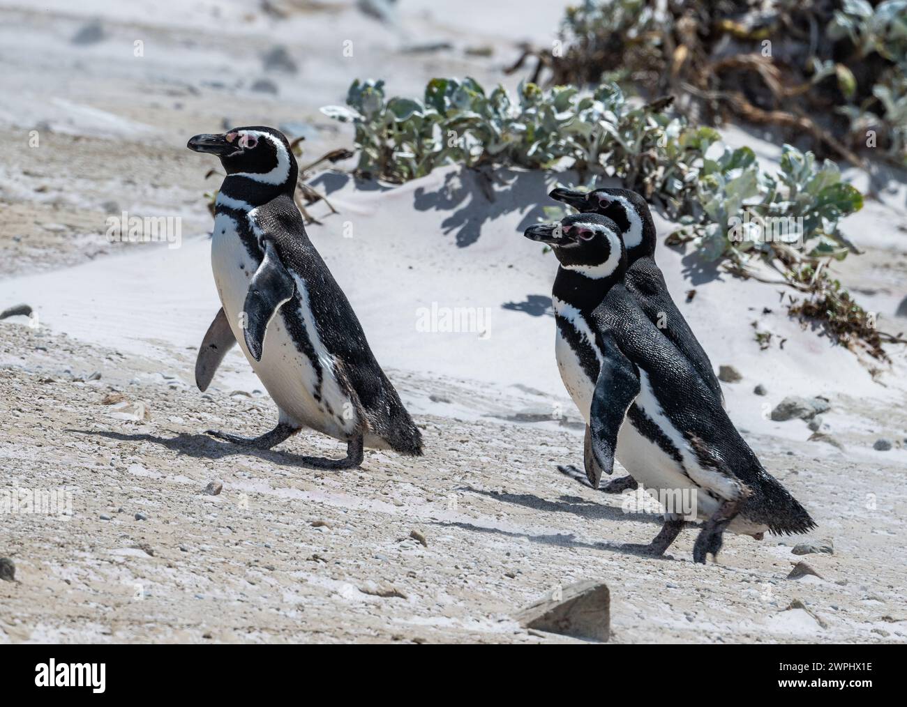 Drei Magellan-Pinguine (Spheniscus magellanicus), die am Sandstrand spazieren. Die Falklandinseln. Stockfoto